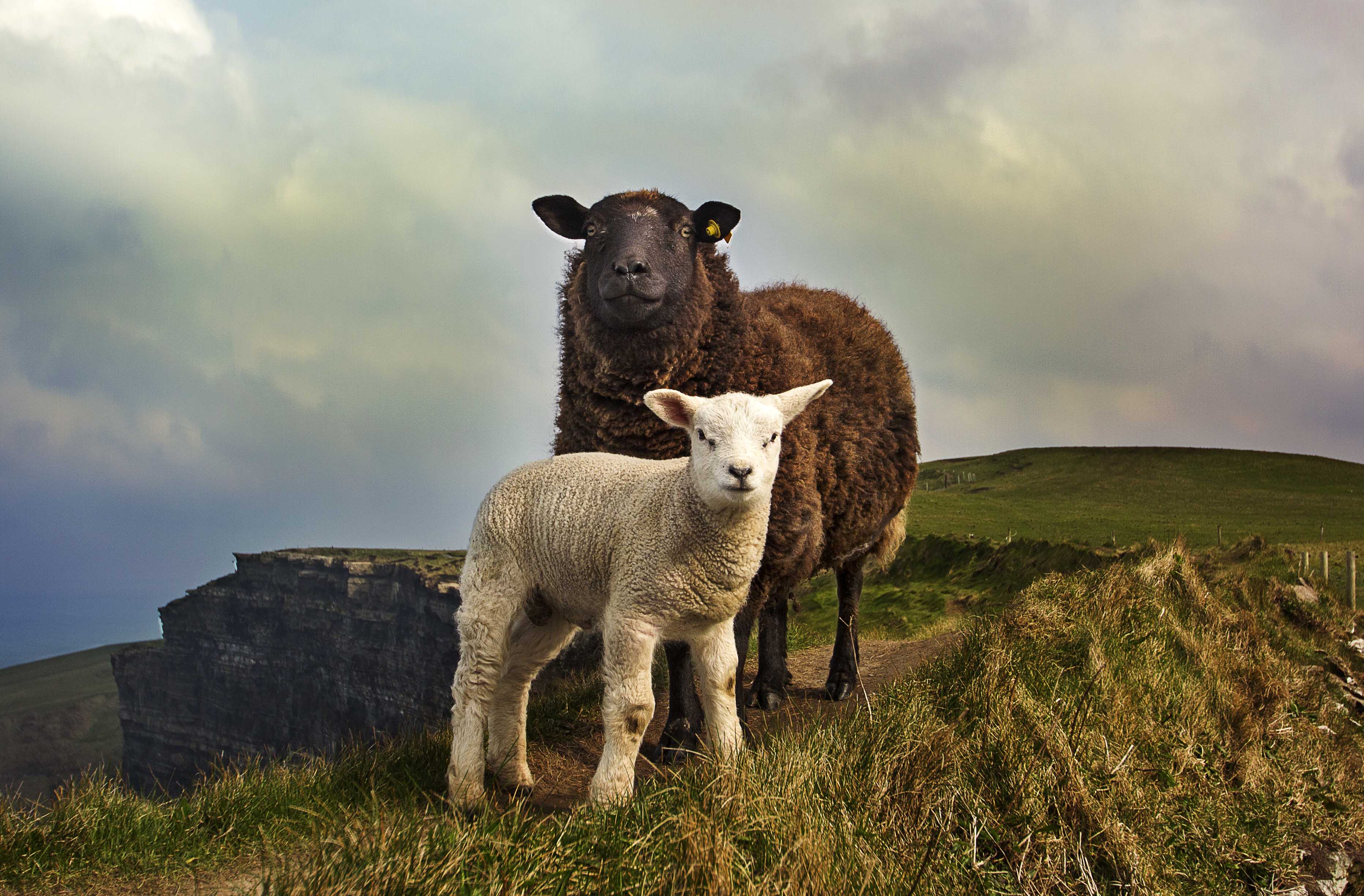 photo Megan Johnston